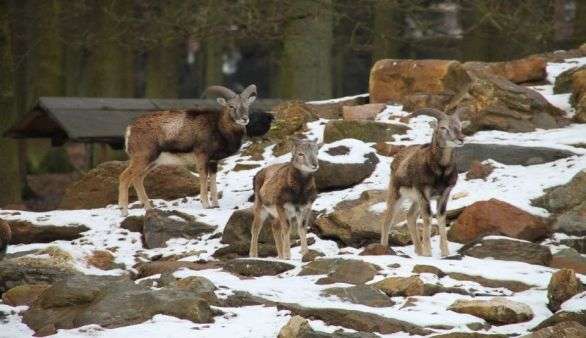 Wildpark Köln Dünnwald