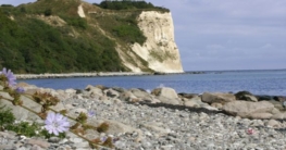 Kreidefelsen Rügen
