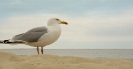Möwe