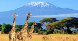 Kenia - Safari, Rundreisen und mehr