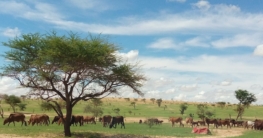 Niger