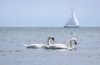 Meer bei Flensburg