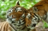 Tigerpark Dassow