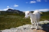 Nationalpark in Norwegen